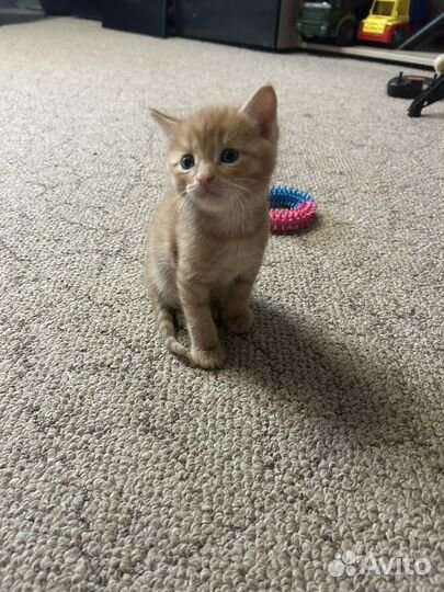 Котята отдам
