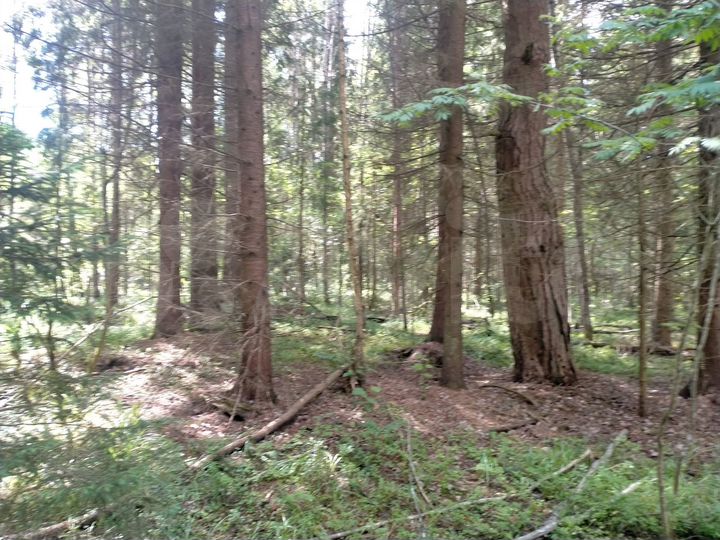 Участок 100 сот. (СНТ, ДНП)