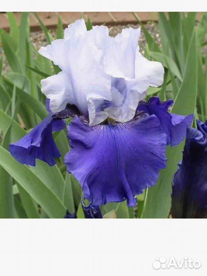 Ирисы