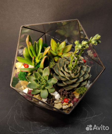 Флорариум с суккулентами