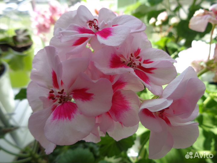 Комнатные цветы