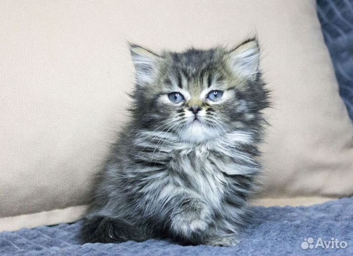 Котята манчкин