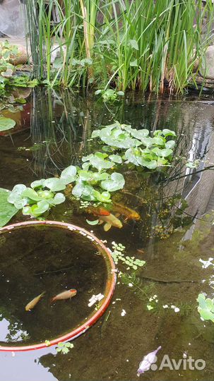 Растение для пруда