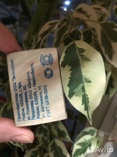 Продам цветы комнатные