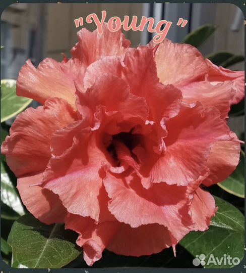 Адениум. Сорт 