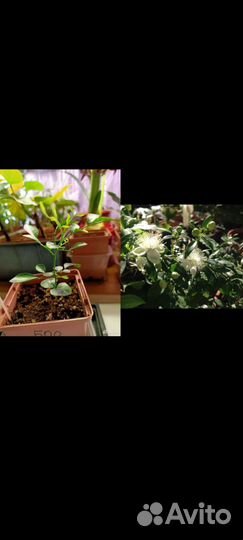 Комнатные растения