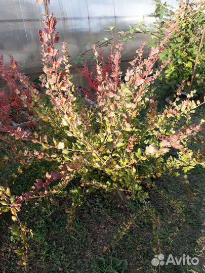 Саженцы безшипного крыжовника