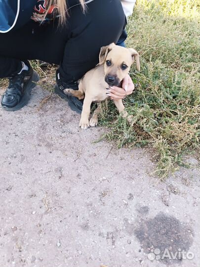 Маленькая собака Оливия в самые добрые руки