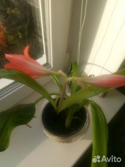 Гипиаструм