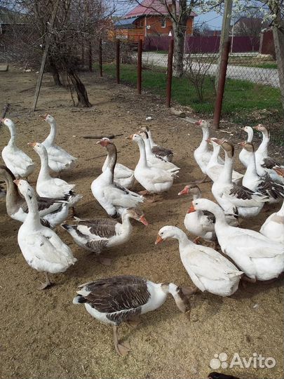 Живые гуси