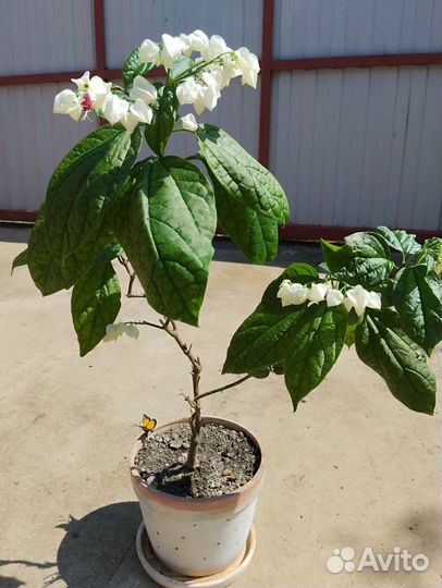 Клеродендрум