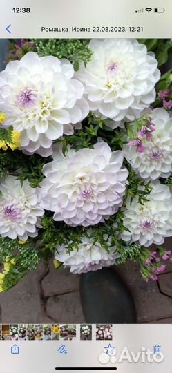 Клубни гергина Эвелин