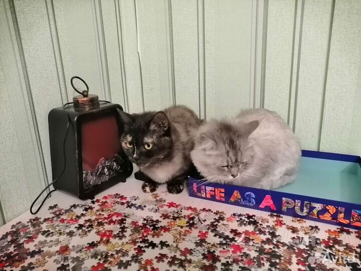 Передержка кошек