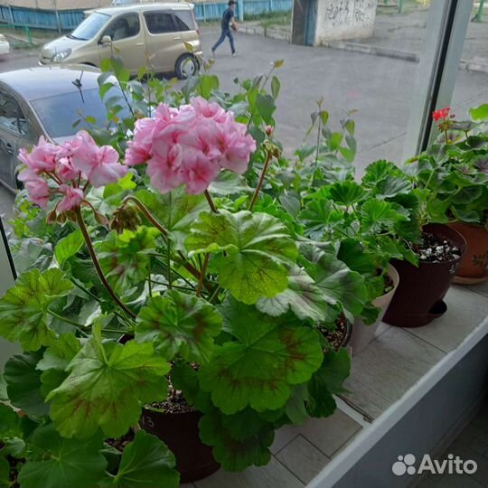 Пеларгония Dylan Cherone