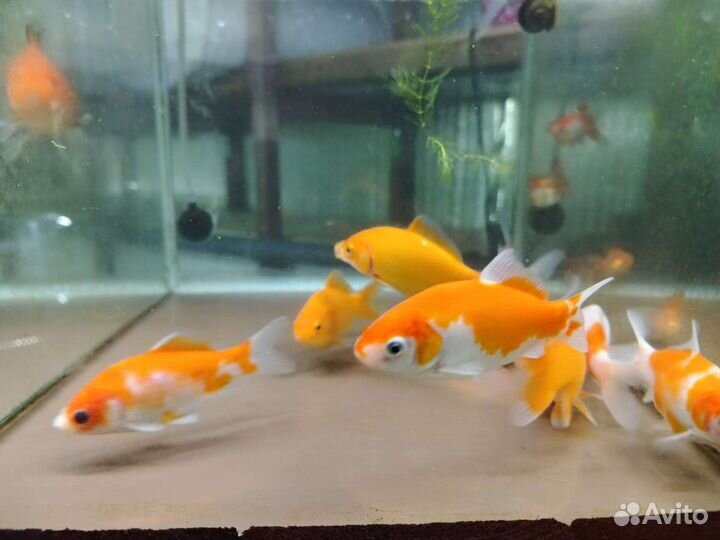Золотые рыбки в наличии в аквариум