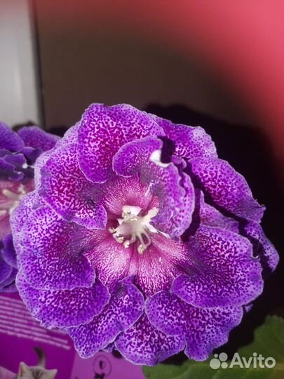 Лист на срез (Конопуша)