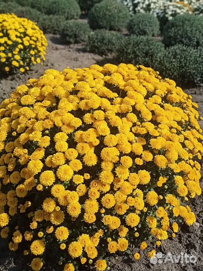 Растения для сада