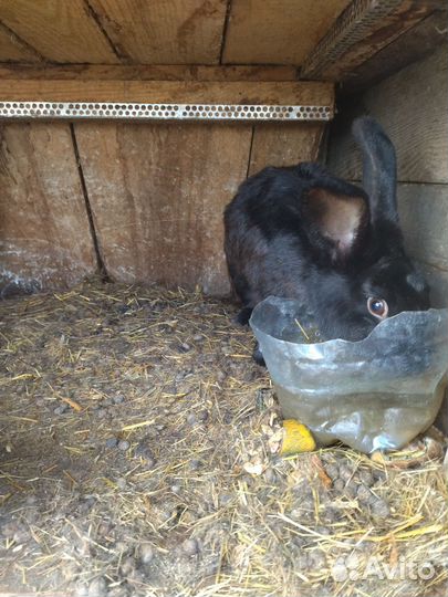 Домашний кролики