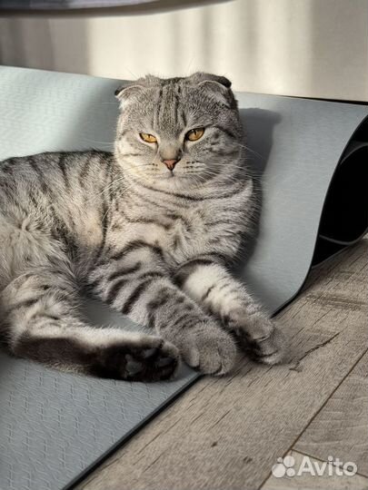 Вязка (вислоухая шотландская)