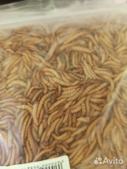 Живой и замороженный корм