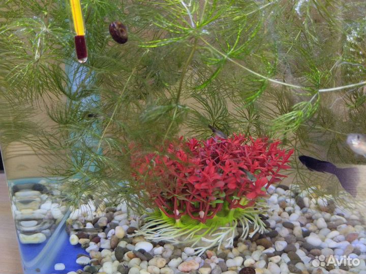 Рыбки гуппи мальки