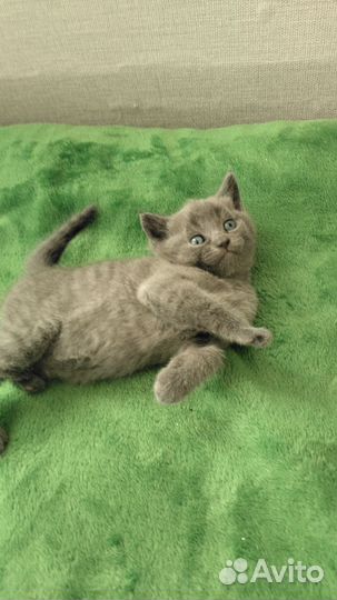 Готовятся к продаже Шотландские котята.1500