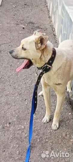 Бонечка маленькая ласковая стерильная привитая