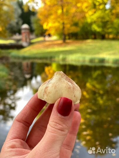 Шоколадный чеснок на Хэллоуин