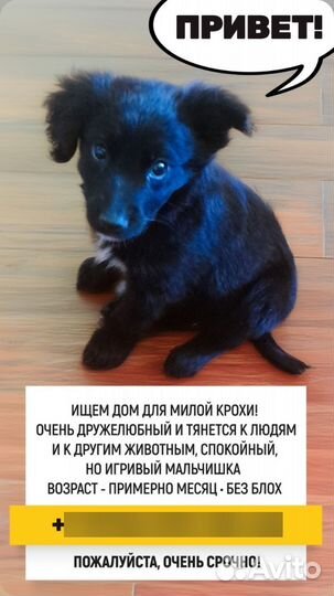 Очень милый щенок