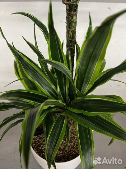 Драцена лемон лайм 3 ствола H 120 см /лечуза