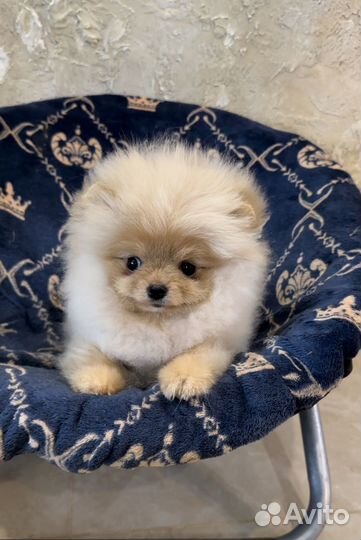 Померанский шпиц