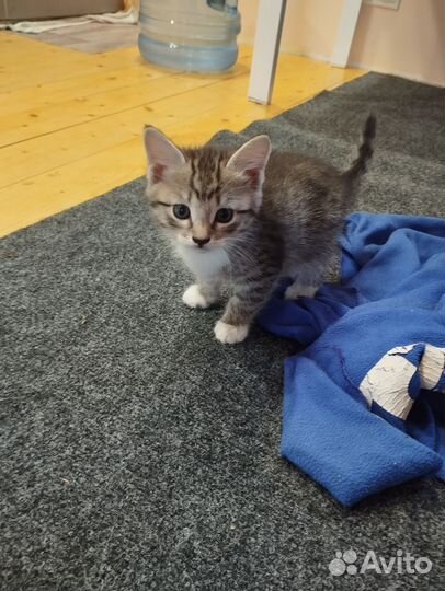Котята ищут любящих хозяев