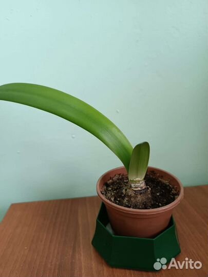 Гиппеаструм