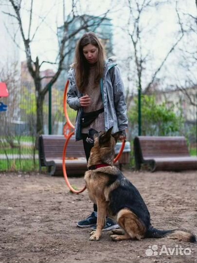 Кинолог. Дрессировка собак. Екатеринбург