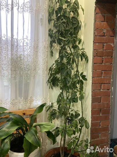 Комнатные цветы