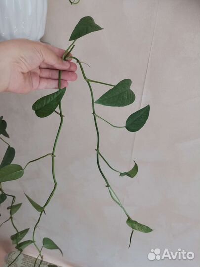 Монстера серебристая (сильвер лиф)