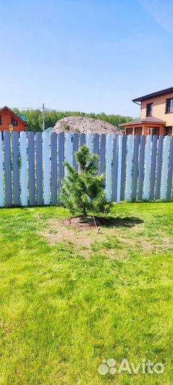 Кедр сибирский