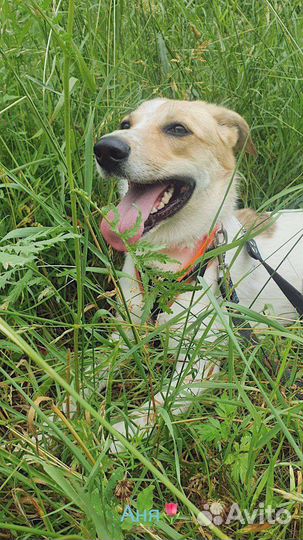 Собака ласковое солнышко