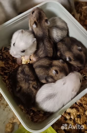 Джунгарский хомяк