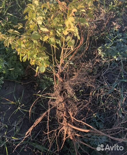 Хмель ризомы, саженцы хмеля, чебуки хмеля, рассада