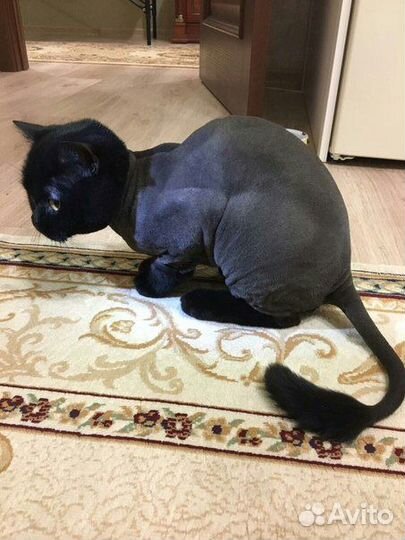 Стрижка (груминг) кошек и собак, выезд на дом