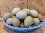 Инкубационное яйцо кур Лакеданзи