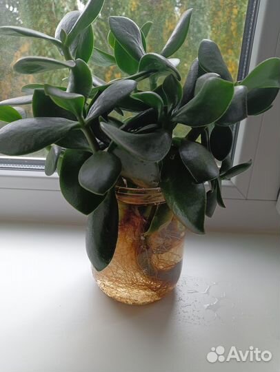 Денежное дерево толстянка