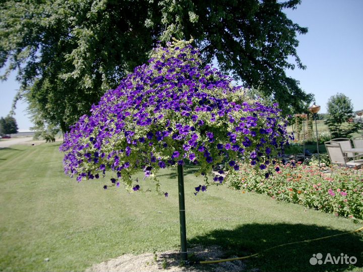 Дерево из петуний