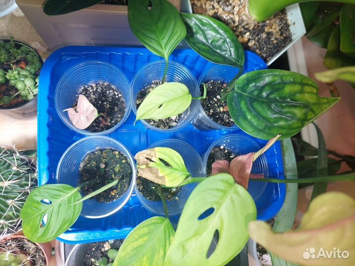 Сциндапсус, монстера, филодендрон