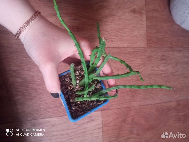 Суккуленты, орбея