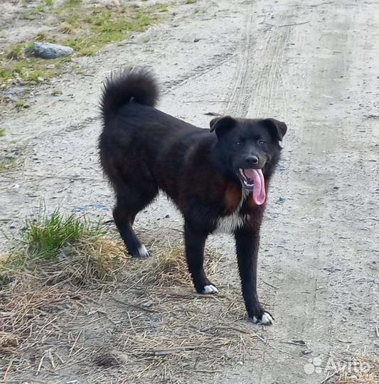 Собака в добрые руки щенок мальчик