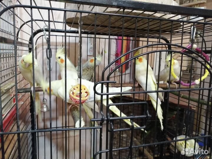 Птенцы. Попугая. Кореллы