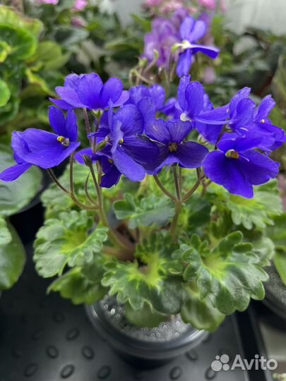 Сортовые фиалки