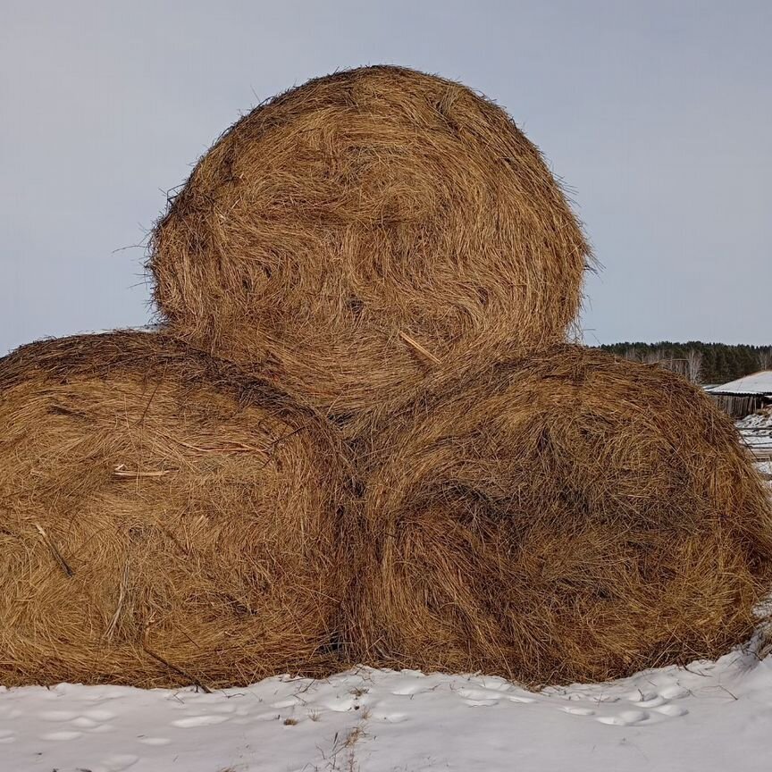 Продам сено в рулонах